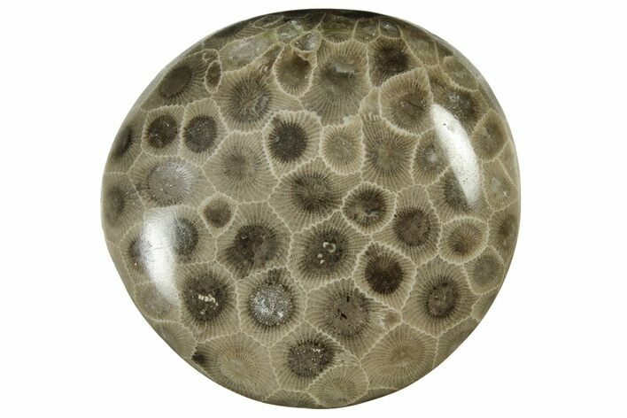 Polished Petoskey Stone (Fossil Coral) - Michigan #237315